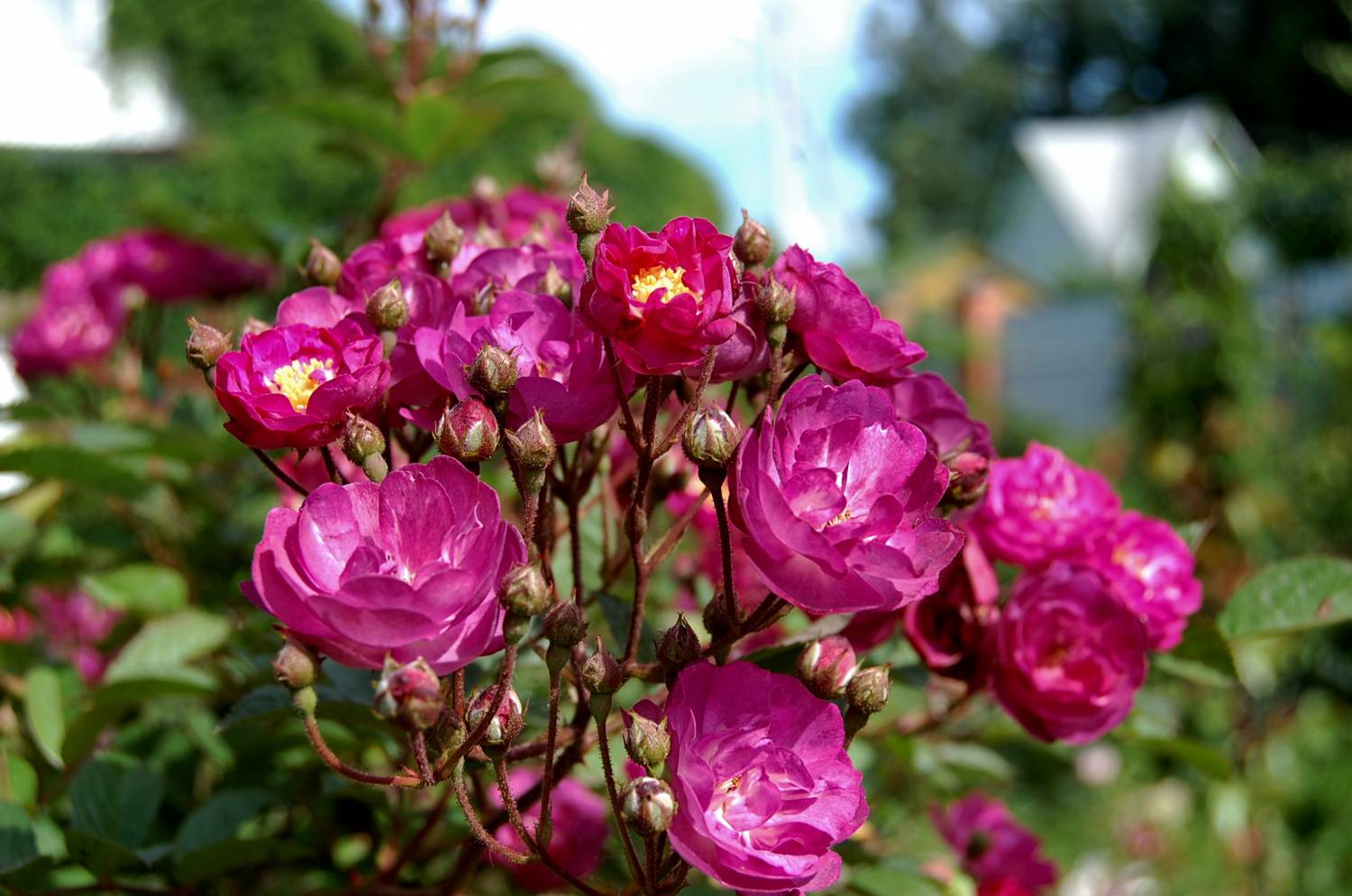Мускусная роз от питомника «Королева Сада», Крым
